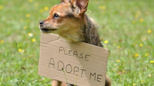 Adopcja psa lub kota? Tego najbardziej obawiają się Polacy