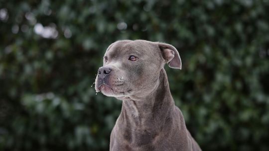 Agresywny amstaff w Jarocinie. Właścicielka odpowie przed sądem