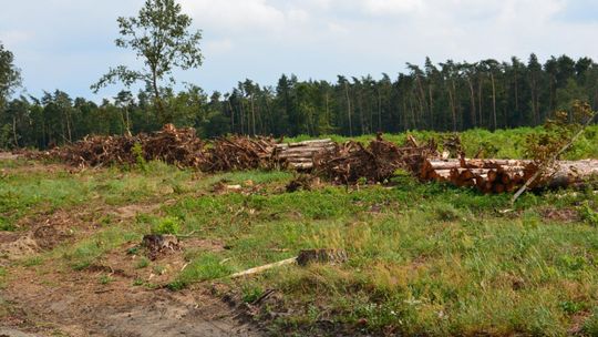 Aleja modrzewiowa będzie odbudowana