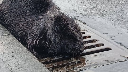 Bóbr w centrum miasta. Interweniowali policjanci