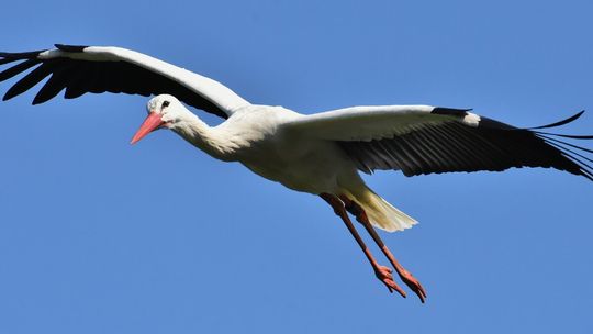 Bociany opuszczają Polskę. To oznacza, że jesień jest już blisko