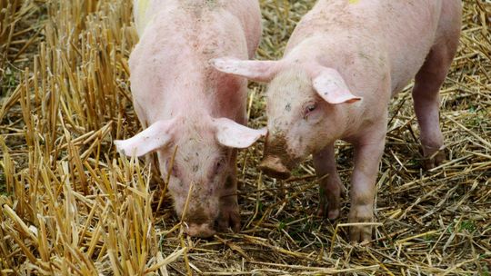 Burmistrz nie wyda zgody na budowę fermy świń w Siedleminie