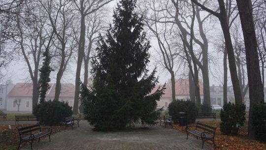 Choinka w Pyzdrach już stoi! Rozbłyśnie w mikołajki