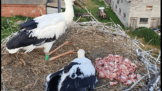 Chrzest bocianów - Kuba i Wojtek z Orzechowa