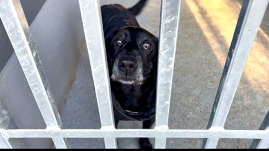 Czekają na dom i na człowieka. Wolontariusze bezcenni dla psów z wrzesińskiego schroniska