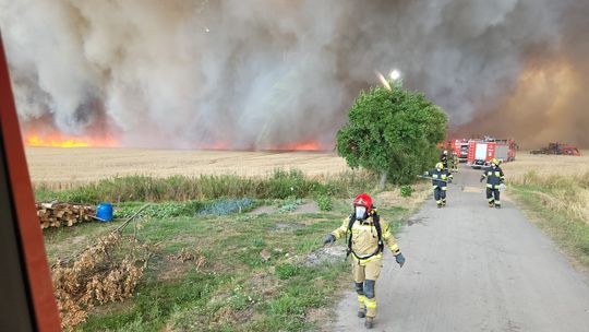 Gigantyczny pożar pod Wrześnią. Spłonęło zboże za pół miliona