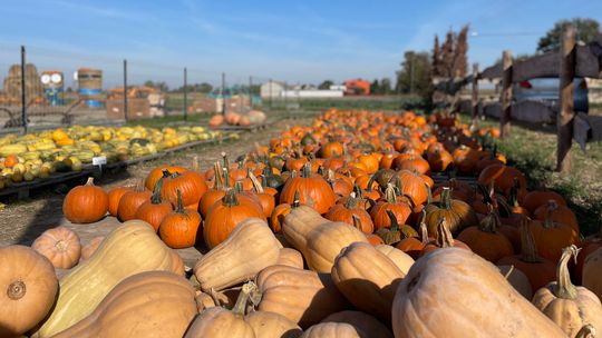 Halloweenowa, a może bambino? Najsłodsza odmiana dyni