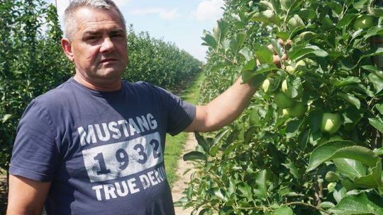 Jabłka z Pyzdr popłyną do Azji. Bo tam wiedzą, co dobre