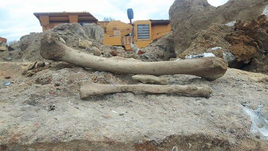 Ludzkie kości znaleziono na budowie