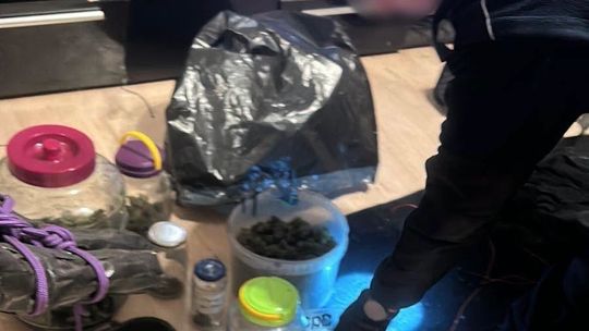 Marihuana w wiaderkach i zamrażarce. Dzielnicowi zatrzymali 37-latka w Gnieźnie