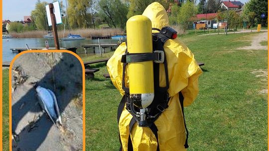 Martwe mewy nad Jeziorem Powidzkim. Badania wykazały ptasią grypę