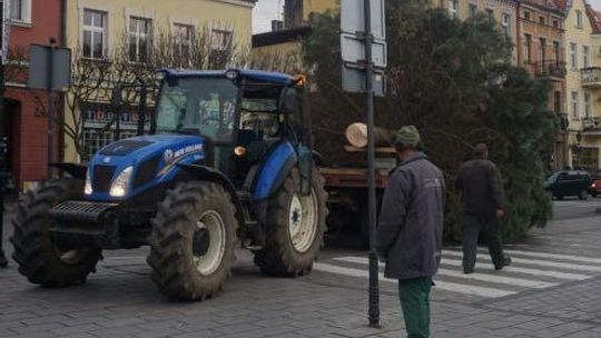 O choinka! Pytanie tylko, gdzie znaleźć tę najładniejszą?