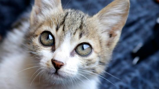 Od nagrania w internecie do wyroku. Matka skazana za znęcanie się nad kotem Od nagrania w internecie do wyroku. Matka skazana za znęcanie się nad kotem
