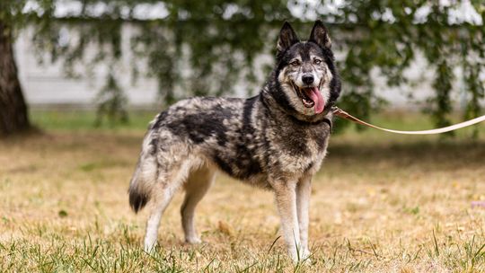 Pies do wzięcia. Wrzesińskie schronisko zachęca do adopcji