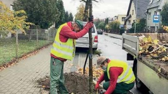 Ponad 500 nowych drzew pojawi się na terenie całej gminy Września