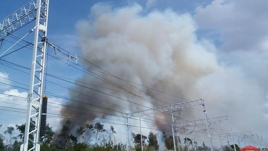 Pożar lasu w Sokołowie