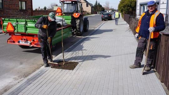 Pracownicy "komunalki w akcji. Budują chodniki i drogi, sadzą drzewa