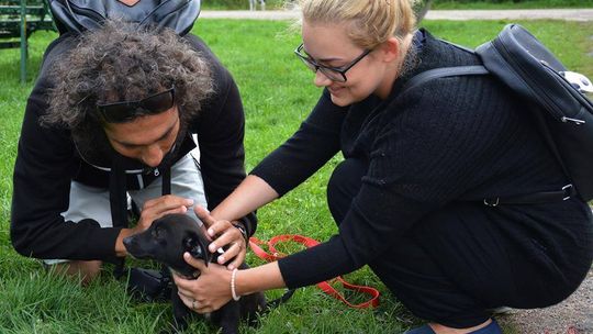 Psi-jaciele zapraszają na piknik