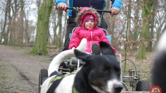 Psie zaprzęgi w Kołaczkowie