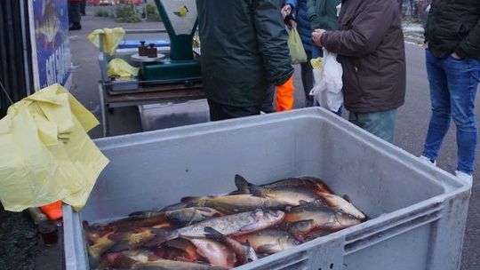 Radiowe SOS: Skandal na targowisku. Handel żywą rybą poza kontrolą