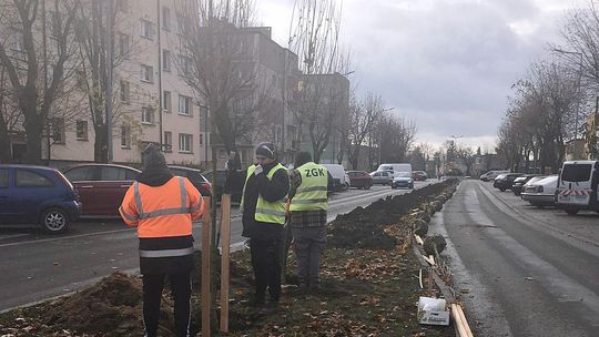 Setki drzew i tysiące krzewów posadzono w Środzie Wlkp.