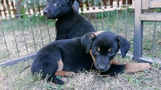 Skandal! Ktoś wrzucił szczeniaki do worka, związał i wywiózł do lasu