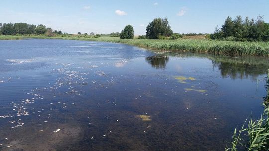 Skażenie na Zbiornikach Szybskich. Ponad 100 kg śniętych ryb