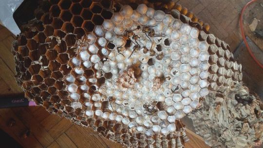 Straż pożarna: ponad 100 interwencji związanych z owadami