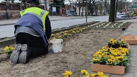 Ukwiecony Miłosław. Najwięcej jest bratków i stokrotek