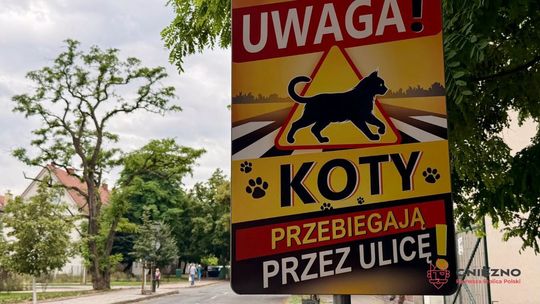 Uwaga koty! Nowe oznakowanie na ulicach Gniezna
