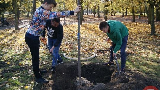 Wolontariusze znów sadzą drzewa