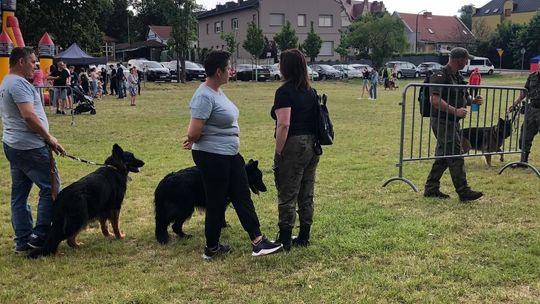 Września zachęca do adopcji. W mieście odbył się psi piknik!