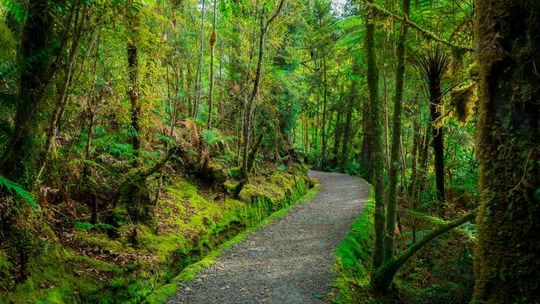 Wybierasz się do lasu? Na to musisz uważać!
