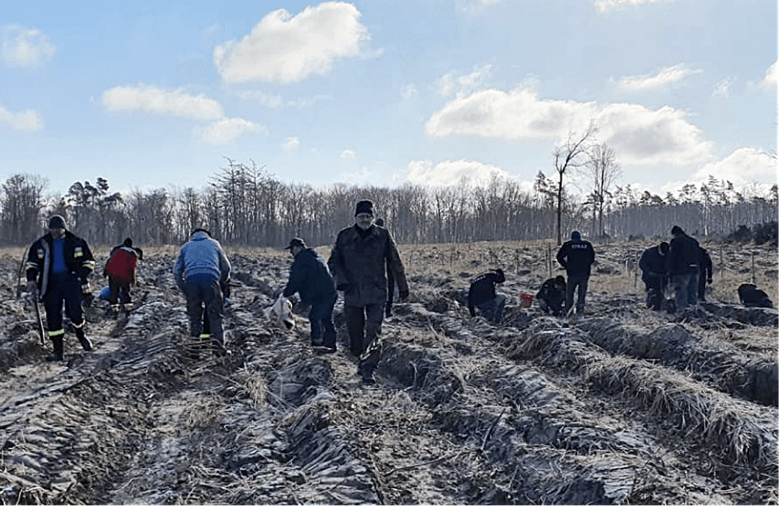 7,5 tys. sosen i świerków posadzono w miłosławskim parku