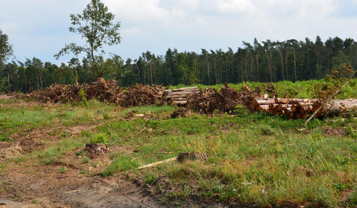 Aleja modrzewiowa będzie odbudowana