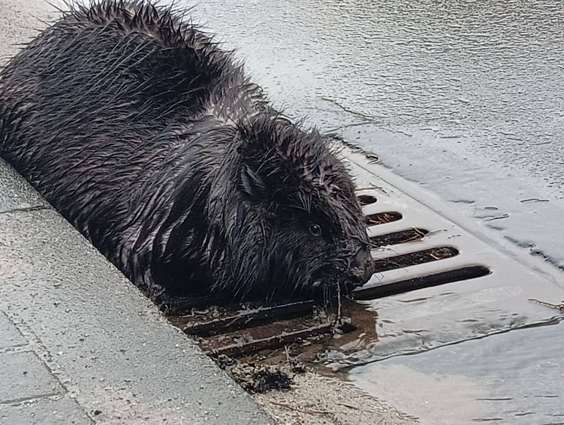 Bóbr w centrum miasta. Interweniowali policjanci