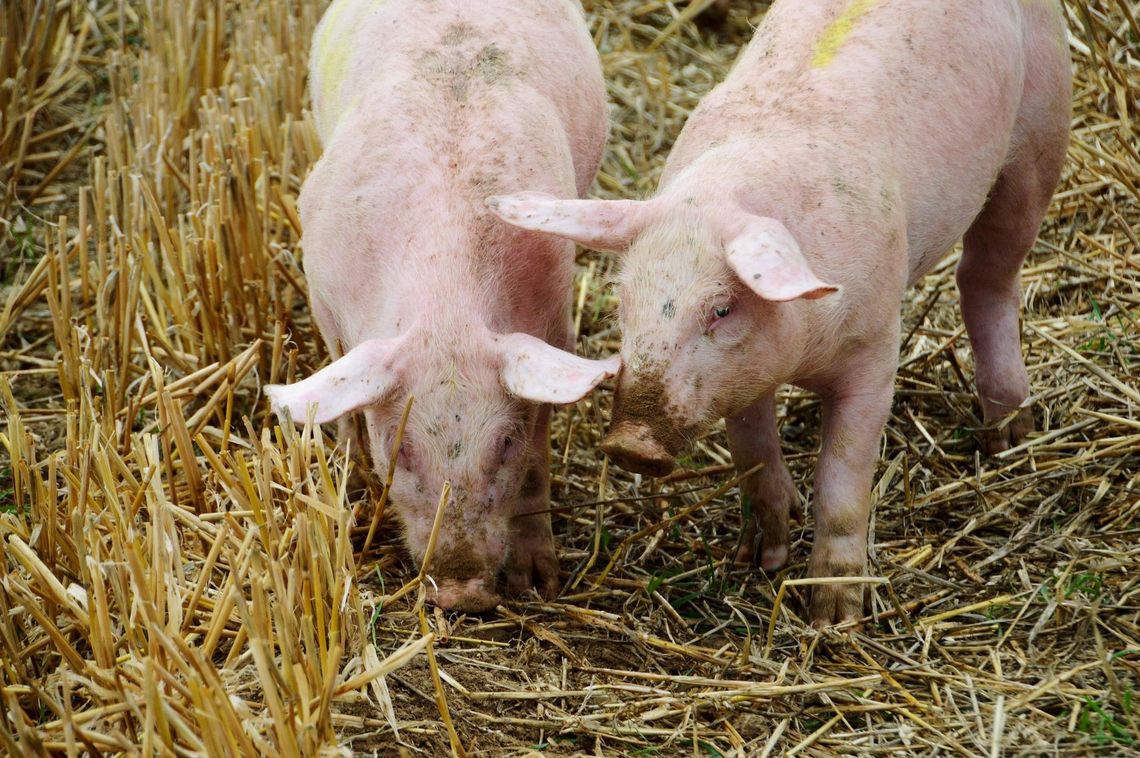 Burmistrz nie wyda zgody na budowę fermy świń w Siedleminie