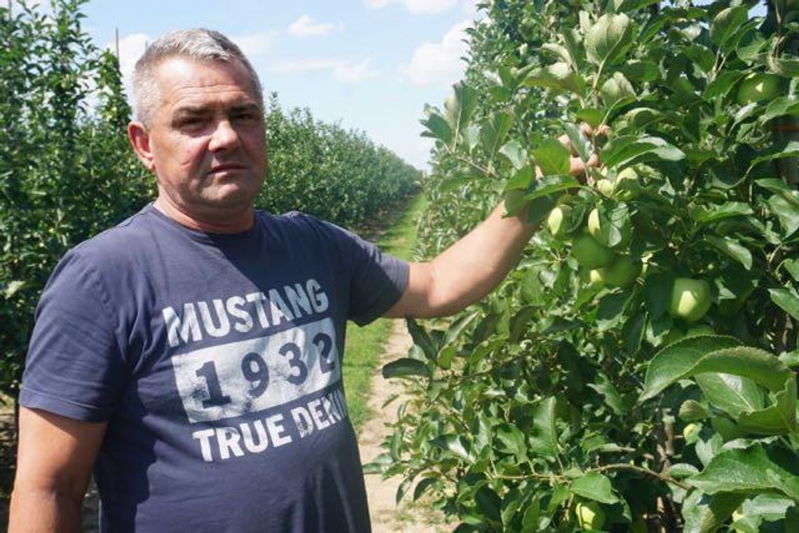 Jabłka z Pyzdr popłyną do Azji. Bo tam wiedzą, co dobre