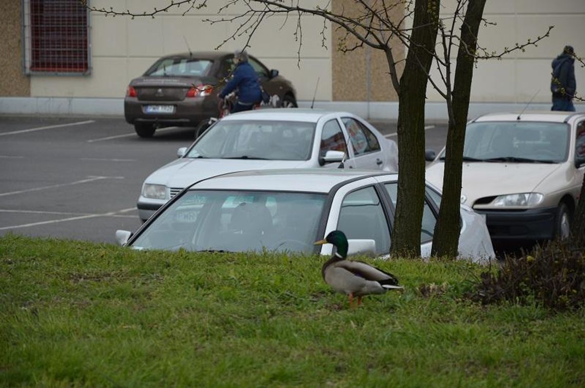 Kaczki powędrowały w dal