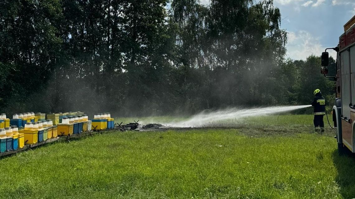 Ktoś podpalił ule. Wyznaczono nagrodę za wskazanie sprawcy