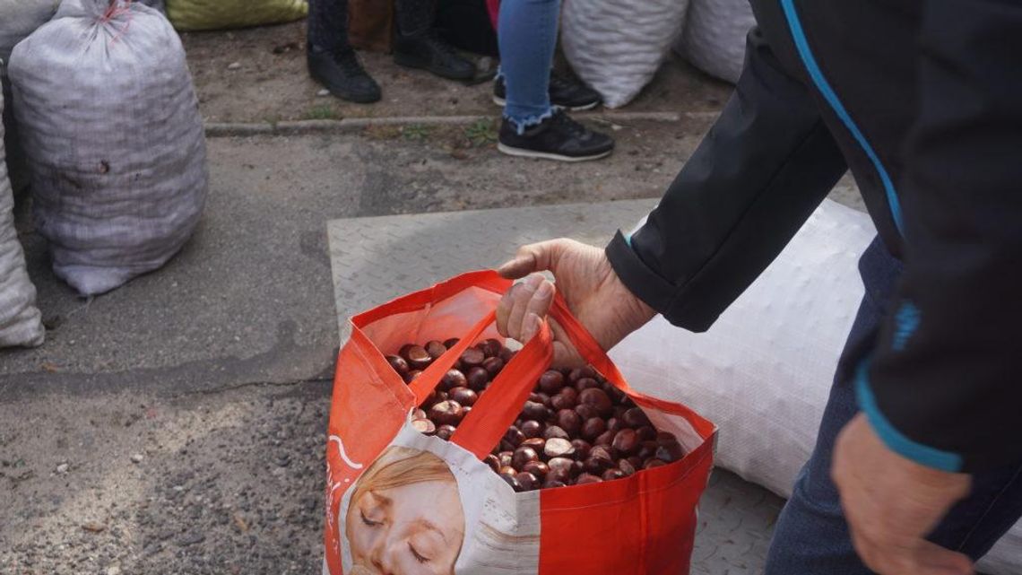 Miłosław: ile zarobimy na kasztanach w tym roku?