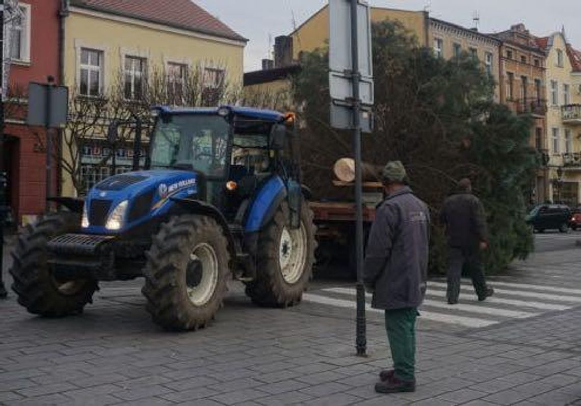 O choinka! Pytanie tylko, gdzie znaleźć tę najładniejszą?