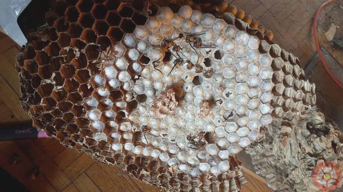 Osy i szerszenie atakują!