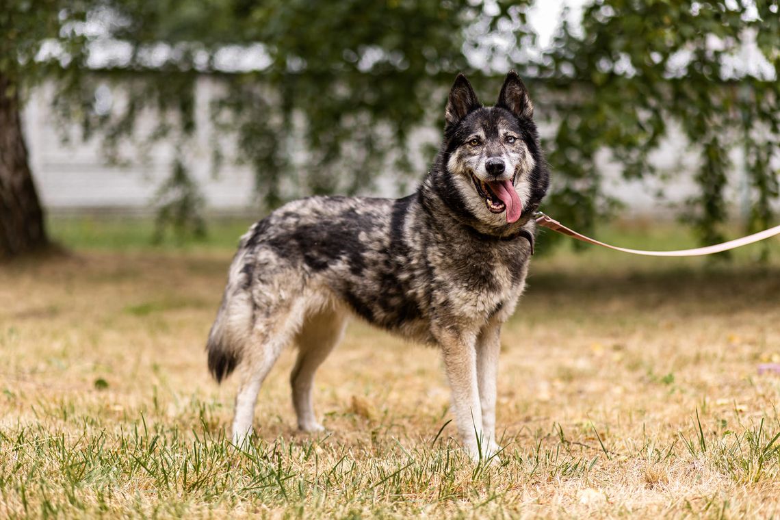 Pies do wzięcia. Wrzesińskie schronisko zachęca do adopcji