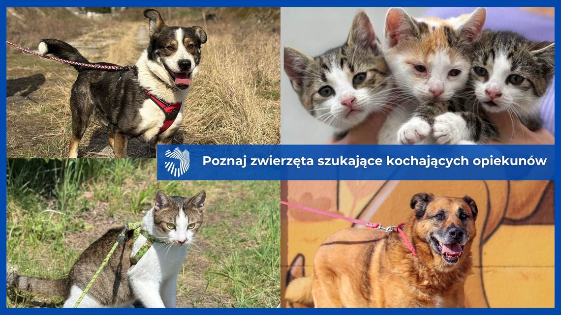 Potrzebują człowieka, spaceru i bezpieczeństwa. Psy i koty ze schroniska w Radlinie poszukują domu Potrzebują człowieka, spaceru i bezpieczeństwa. Psy i koty ze schroniska w Radlinie poszukują domu