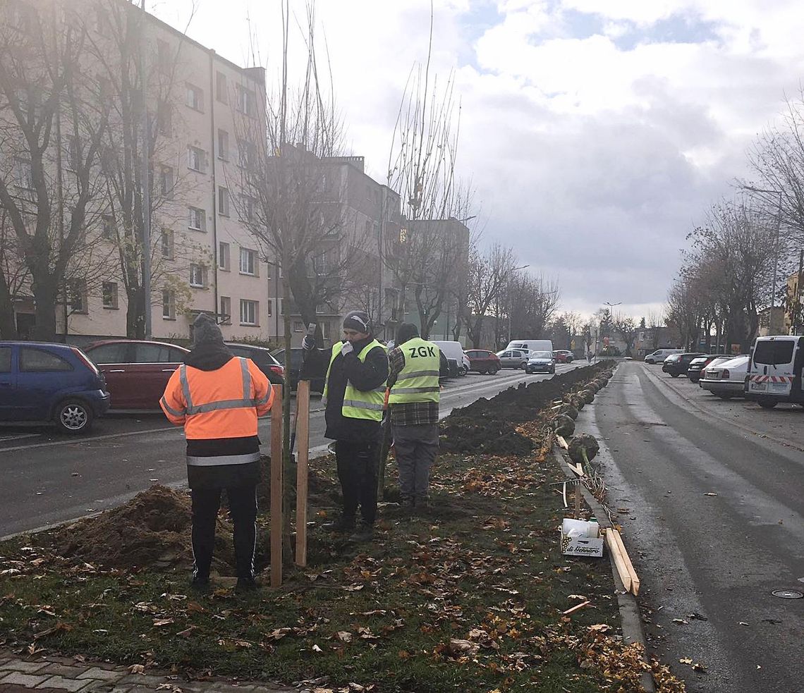 Setki drzew i tysiące krzewów posadzono w Środzie Wlkp.