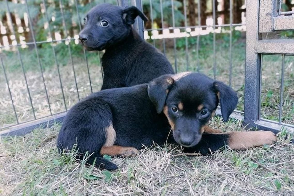 Skandal! Ktoś wrzucił szczeniaki do worka, związał i wywiózł do lasu Skandal! Ktoś wrzucił szczeniaki do worka, związał i wywiózł do lasu