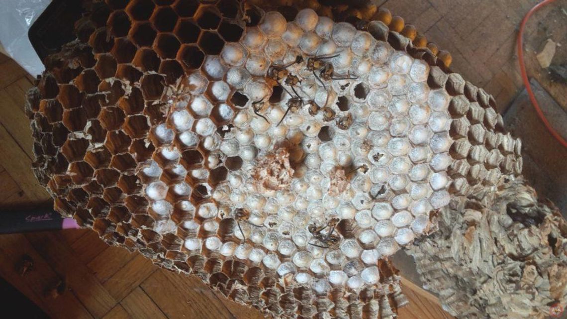 Straż pożarna: ponad 100 interwencji związanych z owadami Straż pożarna: ponad 100 interwencji związanych z owadami