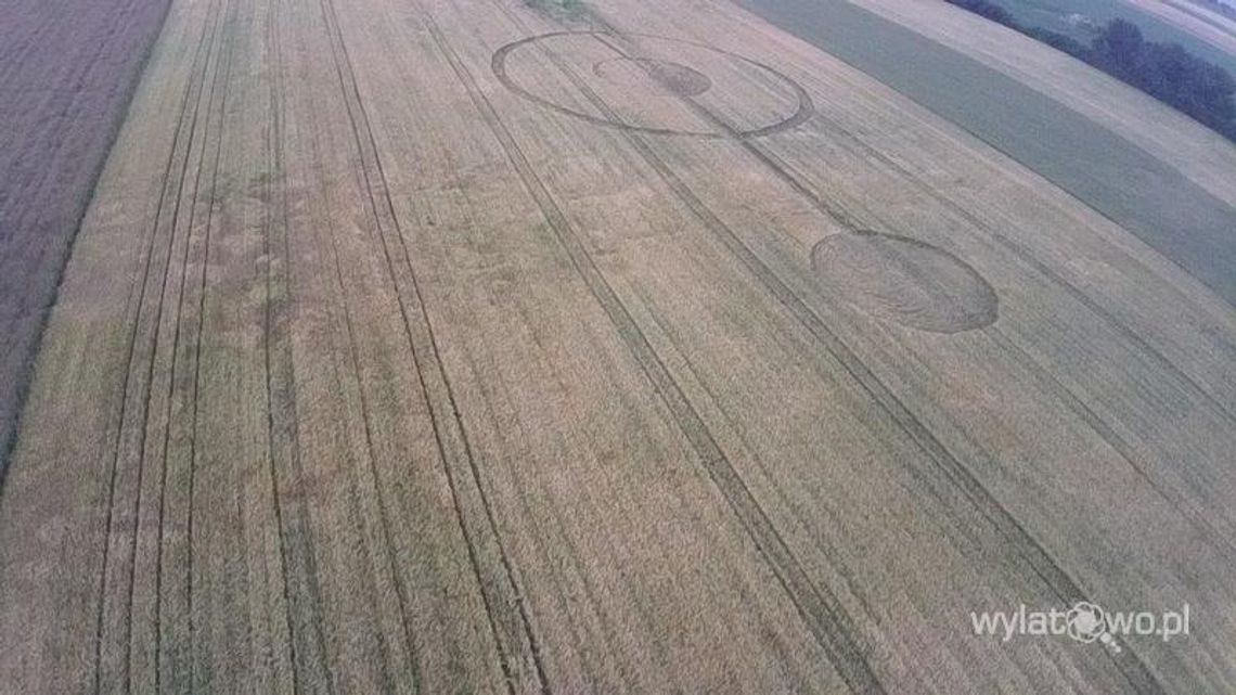 Tajemnicze kręgi w zbożu w Gutowie Wielkim