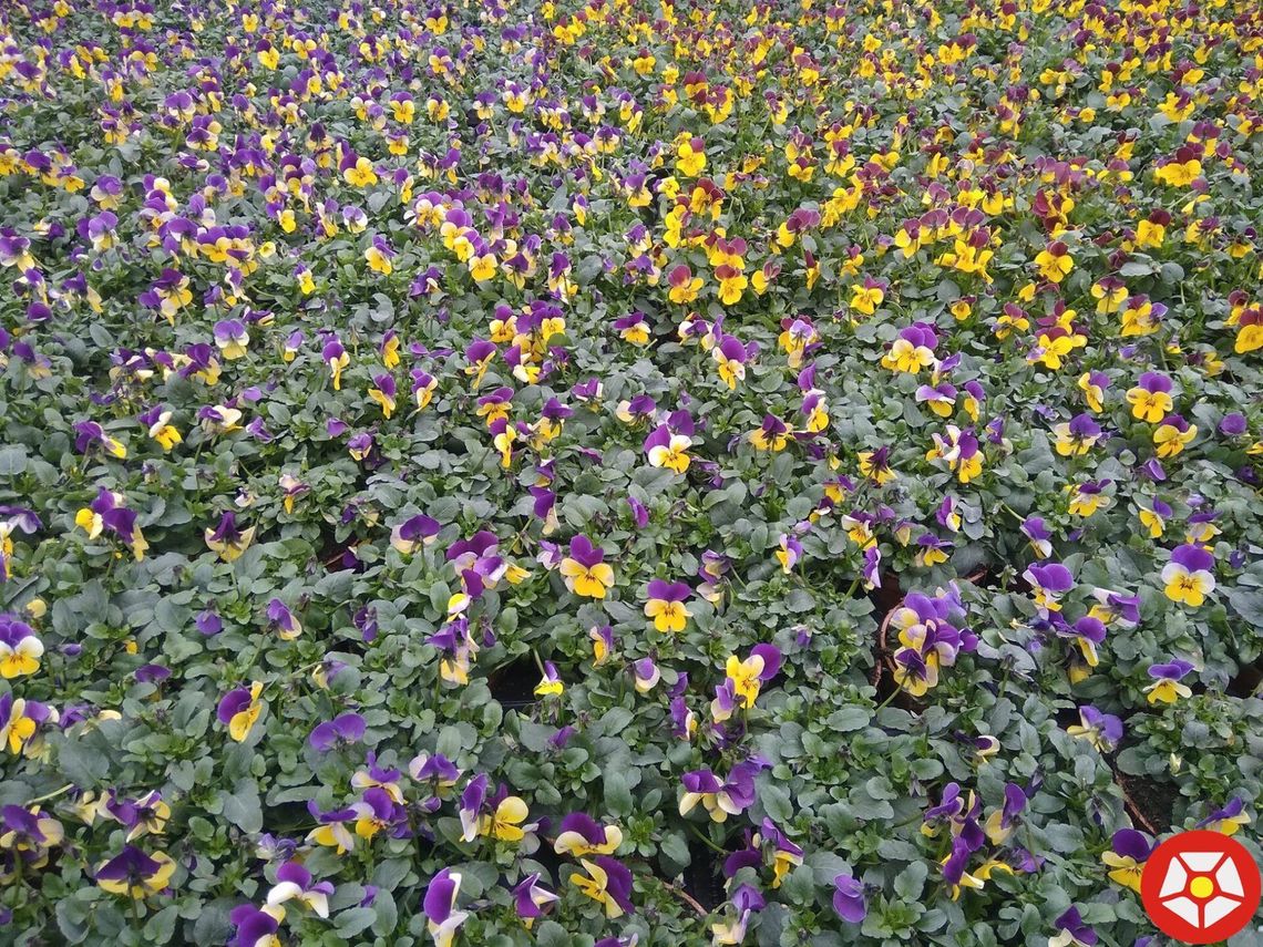 Tysiące różnokolorowych bratków upiększy Wrześnię na wiosnę